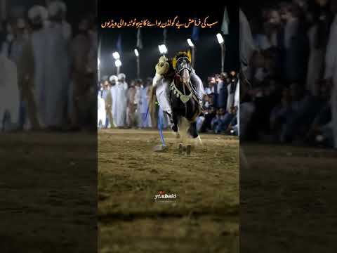Niza Bazi Padshahah Chakwal Viral Horse Goldenboy