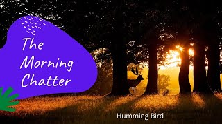 The morning Chatter: humming bird screenshot 4