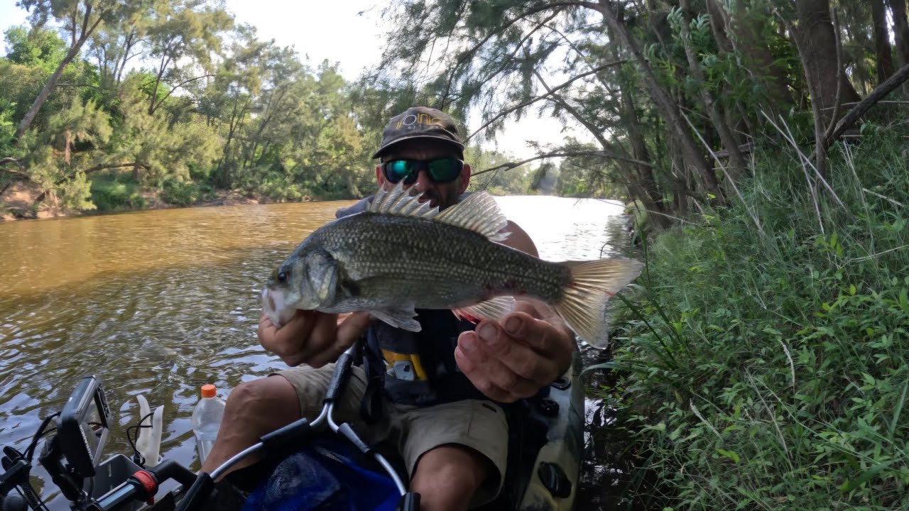 Bass fishing  with deafening cicadas