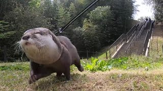 カワウソさくら 大草原と大階段を走り回ってきた! otter running the prairie and the grand staircase