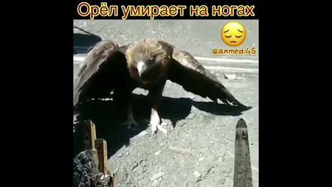 Орёл умирает на ногах