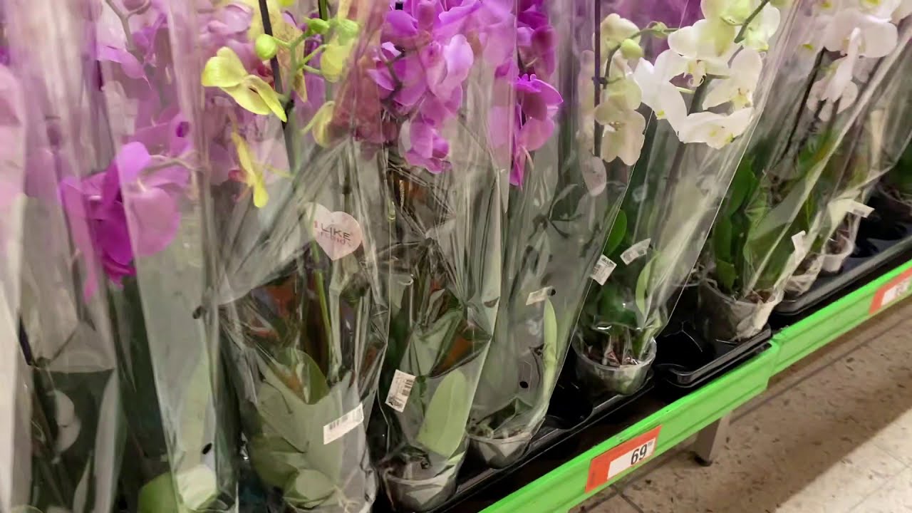 Bauhaus , Bauhaus Bitkileri , Sağlıklı Orkide Seçimi , Bauhaus Çiçekleri , Erkek Orkide , #orkide