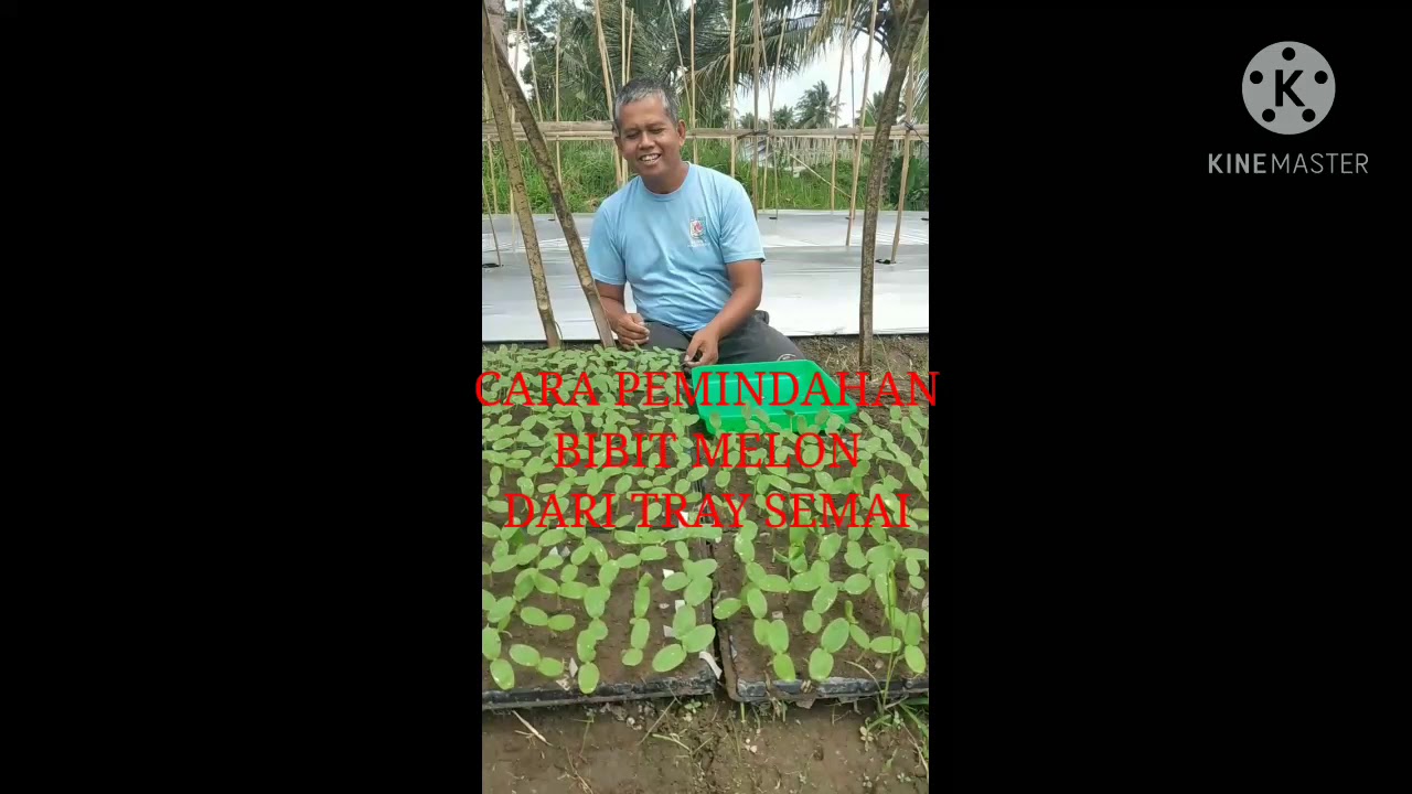 CARA PEMINDAHAN BIBIT MELON DARI TRAY SEMAI