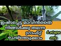 mango tree grafting tips malayalam/softwood grafting  in mangotree/ഒട്ടുമാവ് 
 തയ്യാറാക്കാം