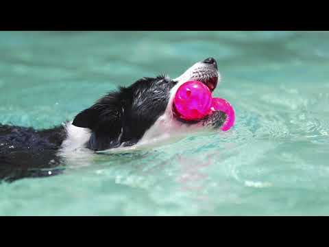 scream-xtreme-dog-toys-|-xtremely-tough-for-xtreme-chewers!