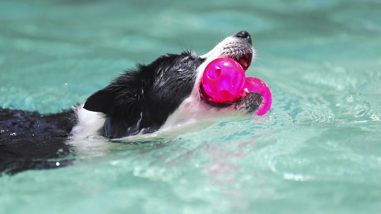 Screaming dog knot