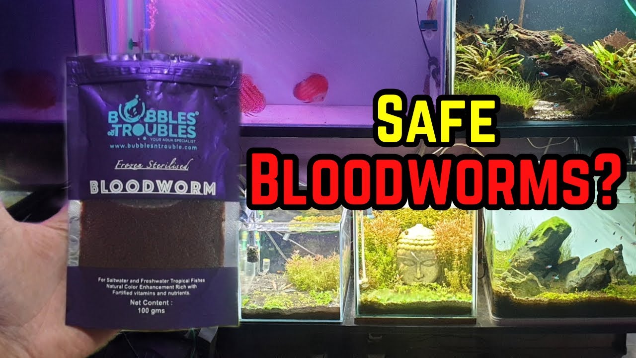 Bubbles Troubles - Frozen Sterilized Bloodworms Review | Are These Bloodworms Safe?