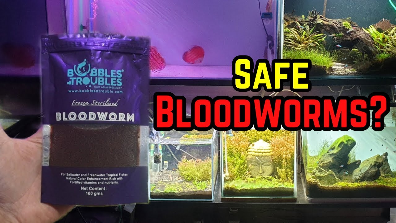 Bubbles  Troubles - Frozen Sterilized Bloodworms Review | Are These Bloodworms Safe?