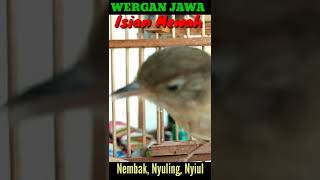 Download Lagu SUARA BURUNG WERGAN JAWA GACOR ISIAN MEWAH MP3 Download Lagu SUARA BURUNG WERGAN JAWA GACOR ISIAN MEWAH MP3