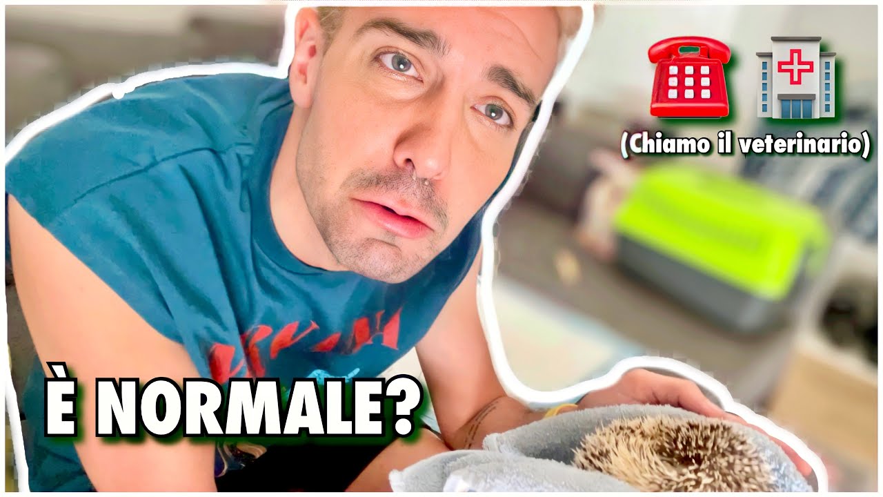 VLOG: HO PAURA CHE HARVEY ABBIA QUALCOSA CHE NON VA!