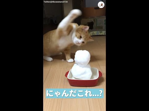 【猫パンチ炸裂】ベシベシベシっ！…雪だるまに果敢に挑むニャンコ