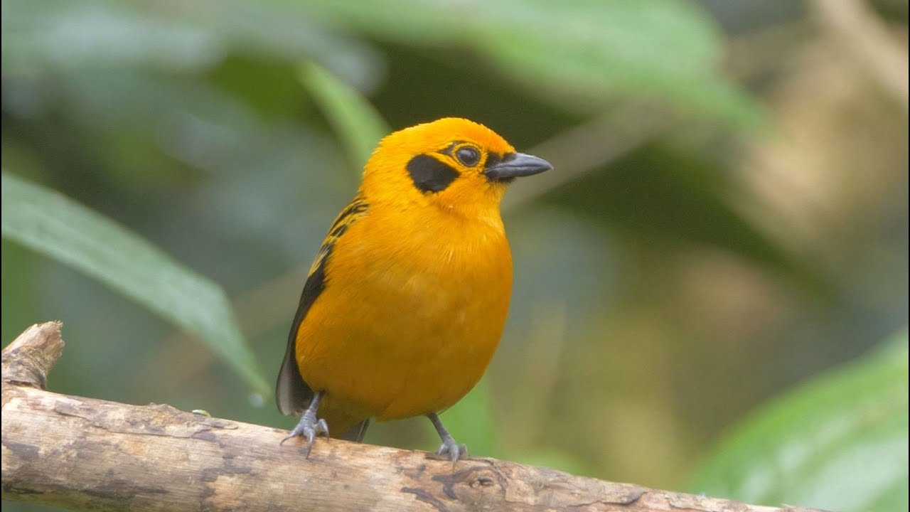 Golden Tanager in Colombia