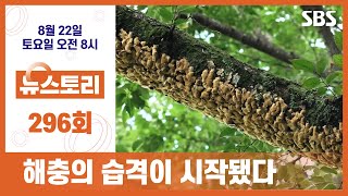 (뉴스토리 예고) 해충의 습격이 시작됐다 /296회 / SBS