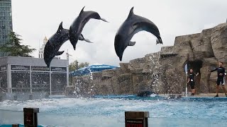 Cute and Clever Dolphins - Trained Dolphin&#39;s Show