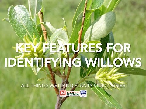 Video: How To Identify Willow