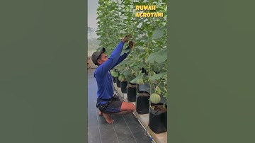 Thumbnail of Creative, Young Farmers Plant Melons at GH