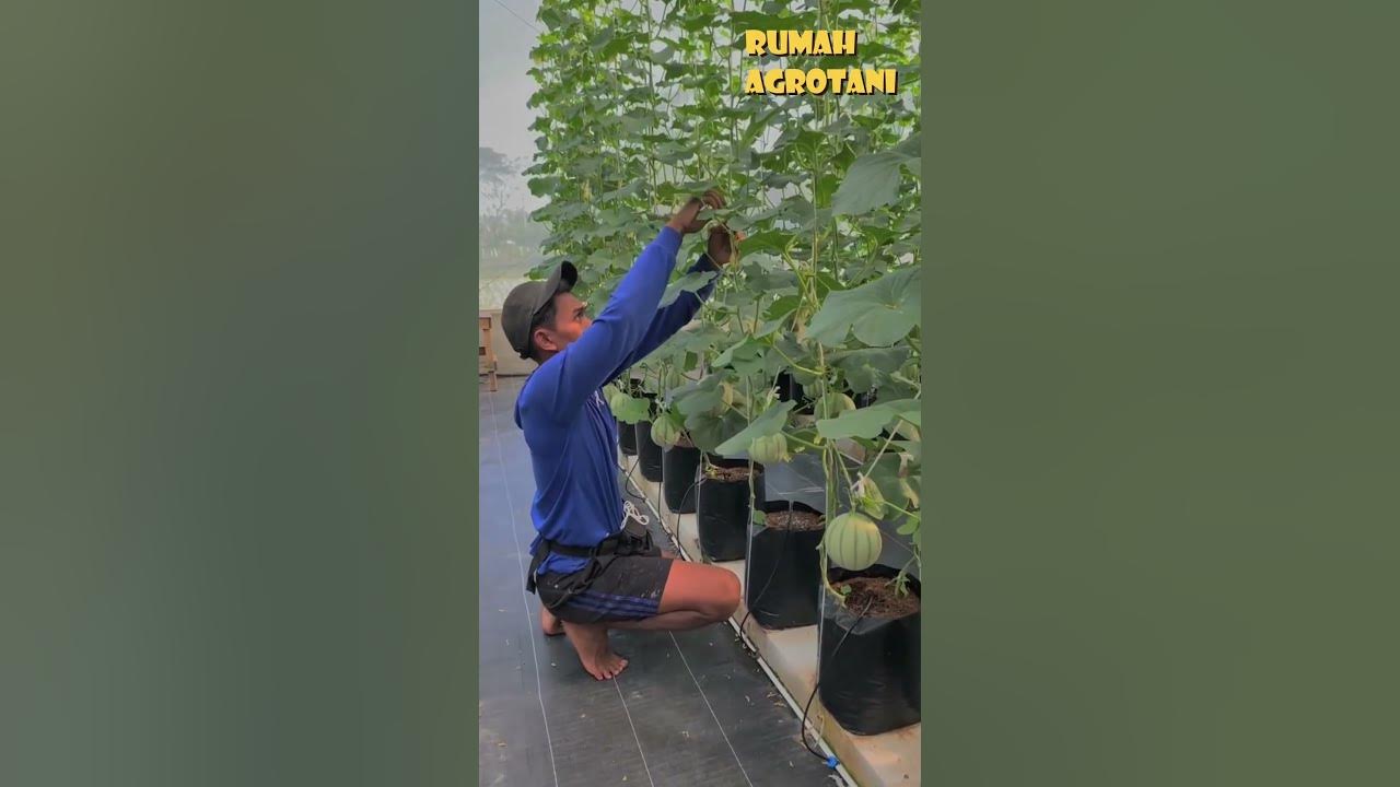 Kreatif, Petani Muda Menanam Melon Di GH