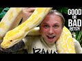 Burmese Python.. GOOD Pet or BAD Pet?? | BRIAN BARCZYK