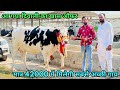 दिवाली औफर!!! मात्र 42000 में खरीद लो ताजी गाय! 15 से 25 लीटर दूध की 8 गाय बिकाऊ। 8 cows for sale