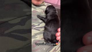 Лабрадор 1 неделя, посмотрите как блестит шерстка #puppy #viral #dog #labrador #cute #милота