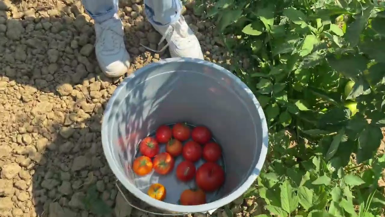 İSTANBULUN GÖBEĞİNDE TARLADAN SEBZE TOPLAMAK (2)