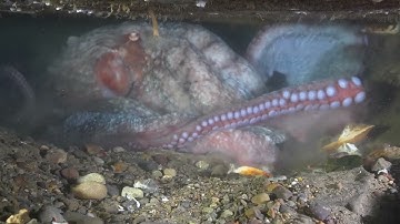 How many Brains Does an Octopus Have?
