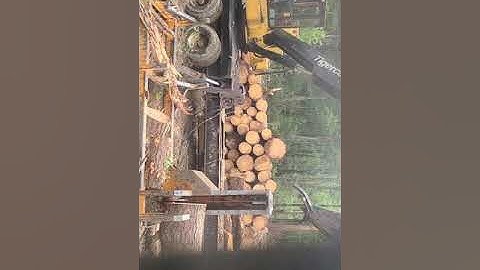 234 🐅 🐯 TigerCat cutting up natural pine logs