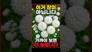 작은 장미처럼 보였는데 정체를 알고 더 놀랐습니다