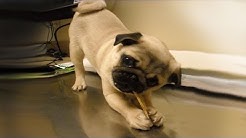 Cute Puppies | Dog Boarding | Pet Daycare | Wilsonville 