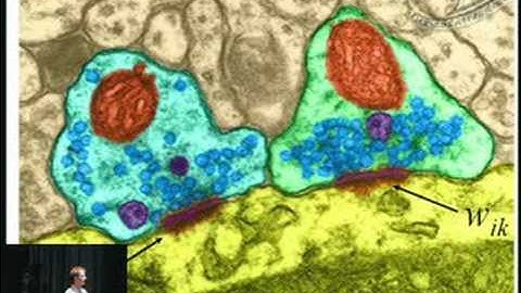 Panelist: Redwood Center for Theoretical Neuroscience, UCB