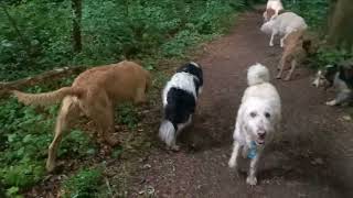 Een Natte Middagwandeling In De Bosjes