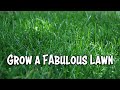 A Fabulous Lawn in 5 Easy Steps