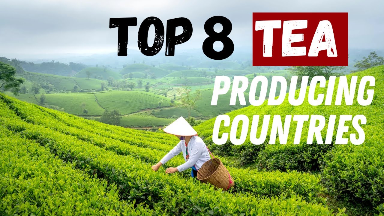 Unveiling the Top 8 Tea Producers Worldwide