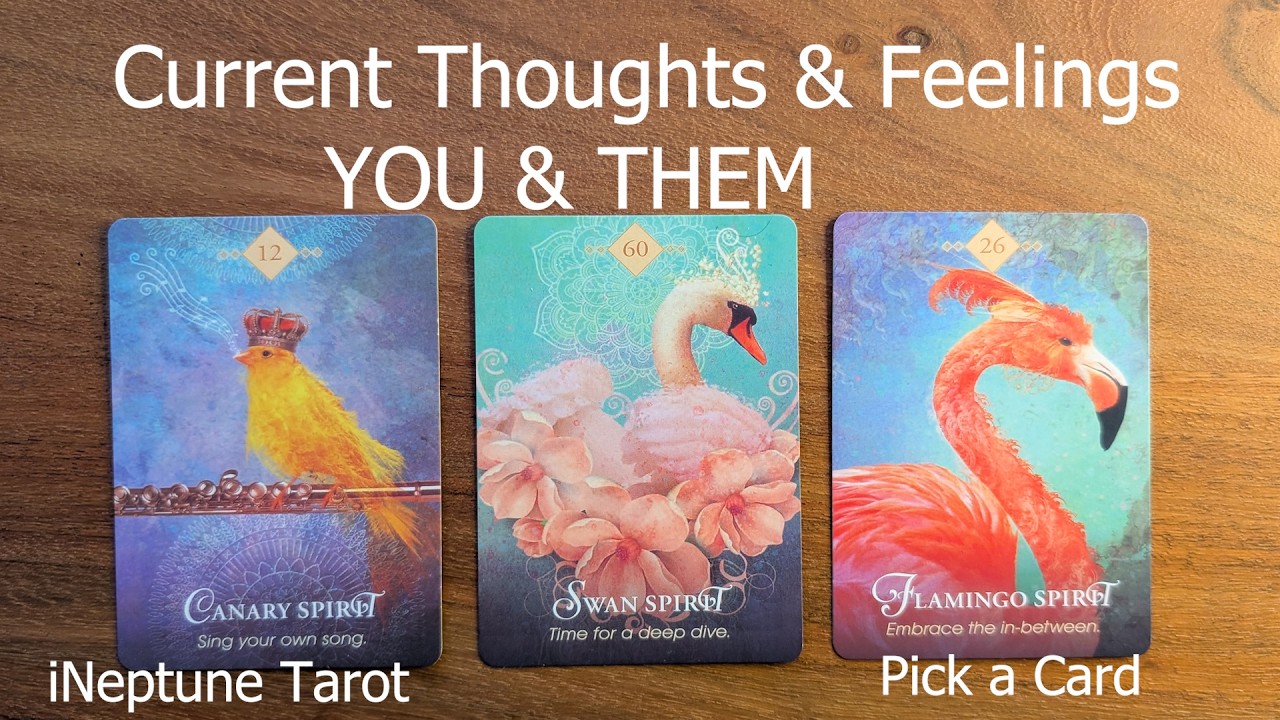 YOU vs THEM | CURRENT FEELINGS & ENERGY CHECK🔥 Pick a Card Tarot Reading (Timeless)