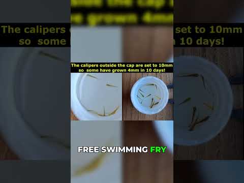 Koi Fry Growth in 10 Days - Genetics Are INSANE