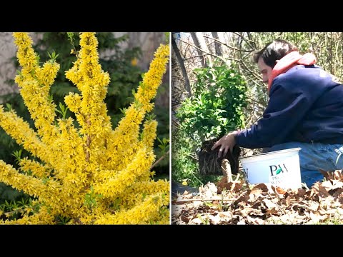 Vídeo: Cuidados com as Forsítias Chorosas - Aprenda Sobre as Plantas de Forsítias Chorosas