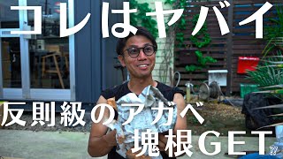 最強遺伝子を持ったアガベ、塊根手に入れました🔥【博多イベントに持っ