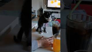 Kitten Tries to Grab Straw Placed in Glass of Soft Drink and Bite it - 1180810