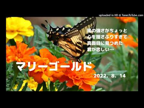 マリーゴールド    ヒロ