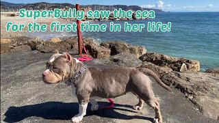 American Bully saw the sea for the first time in his life! See how it was!