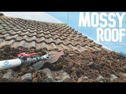 How To Clean Moss Off Exterior Of Home?