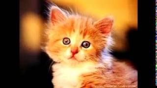 Мои любимые котята Мои любимые котята