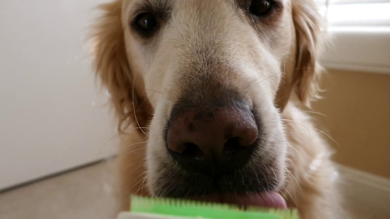 Dog ASMR 30 Minutes Golden Retriever Licking Orapup Tongue Cleaning Brush Round Two YouTube