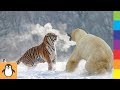 Дикая жизнь 🐘 Удивительные дикие животные Видео