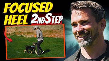 Teaching Your Dog a Focused Heel: Step 2