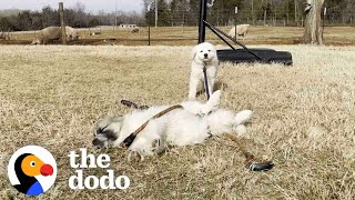 Puppies Love Helping Their New Dad Feed The Pig | The Dodo Adoption Day