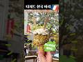 🇫🇷#리뷰🍦파리현지인도 줄서는 Glace Bachir 피스타치오 젤라또💡본문확인