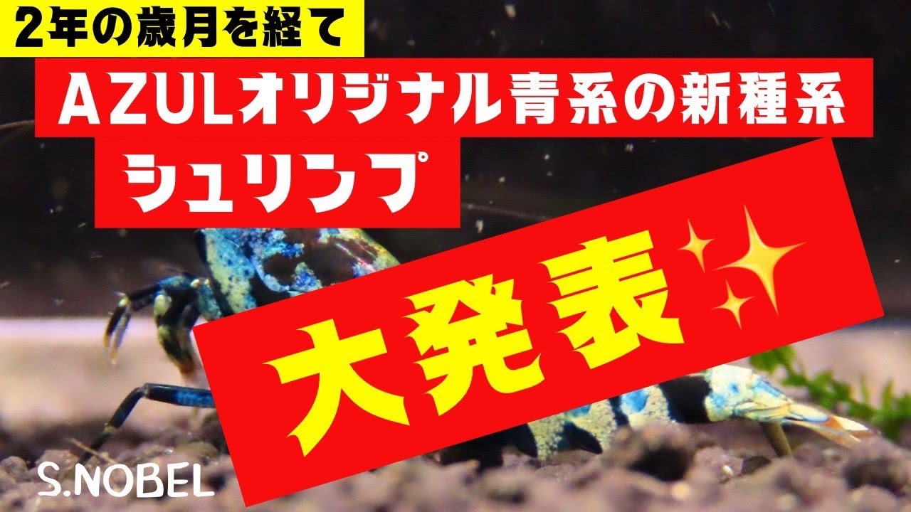 新種　青龍シュリンプ　　ペア 改良品種を追求！紫チェリーシュリンプを求めて5年目の成果 - たなごGo！