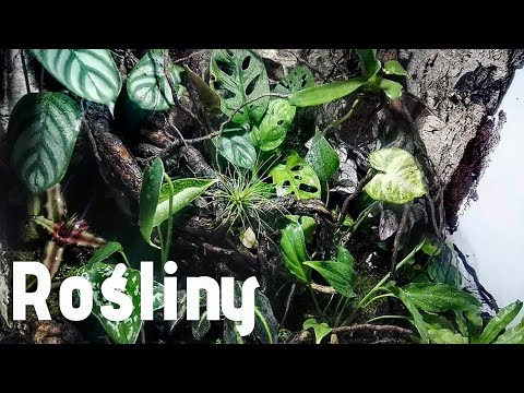 Wideo: Jak Wybrać Rośliny Do Florarium