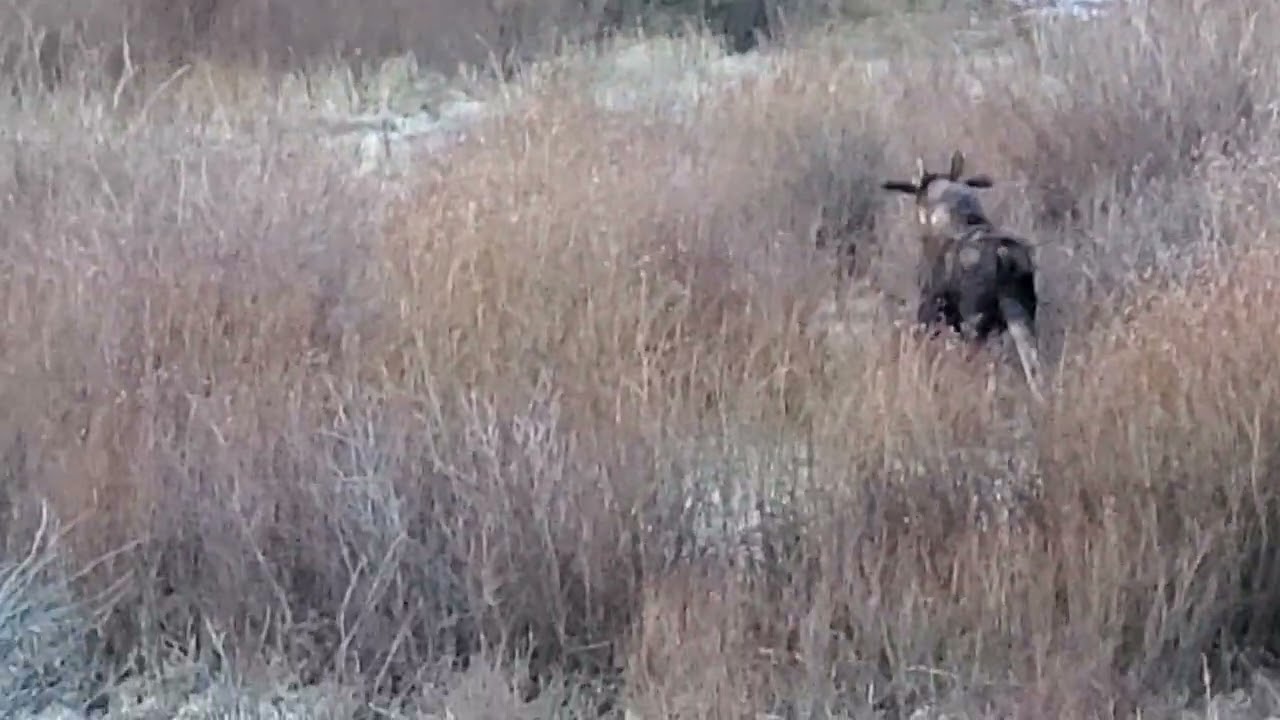 Are There Moose On Pikes Peak?